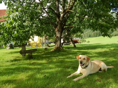 Apartment Ferienwohnung "Bergblick", 3 Schlafräume - Outdoor photo 8