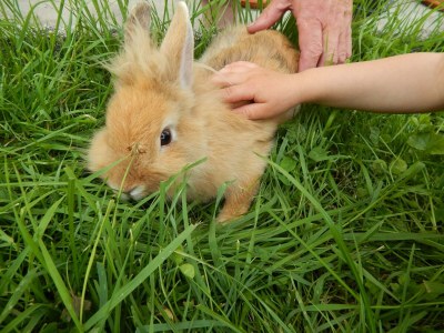 Apartment Ferienwohnung "Bergblick", 3 Schlafräume - Outdoor photo 17
