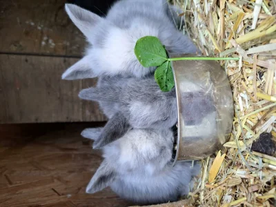 Apartment Apartment "Kleine Familie" - Outdoor photo 40