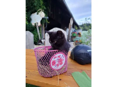 Apartment Apartment "Kleine Familie" - Outdoor photo 44