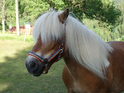 Apartment Apartement "Familie mit Bergblick" - Outdoor photo 4