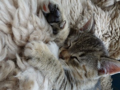 Apartment Apartement "Familie mit Bergblick" - Outdoor photo 15