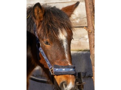 Apartment Apartement "Familie mit Bergblick" - Outdoor photo 18