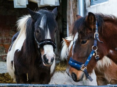 Apartment Apartement "Familie mit Bergblick" - Outdoor photo 19