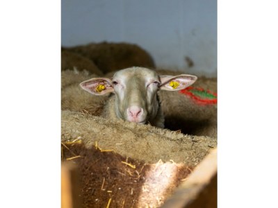 Apartment Apartement "Familie mit Bergblick" - Outdoor photo 27