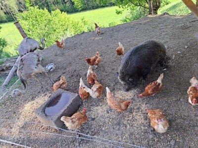 Apartment Apartement "Familie mit Bergblick" - Outdoor photo 36