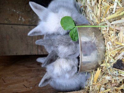 Apartment Apartement "Familie mit Bergblick" - Outdoor photo 40