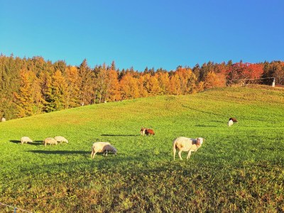 Apartment Apartement "Familie mit Bergblick" - Outdoor photo 51