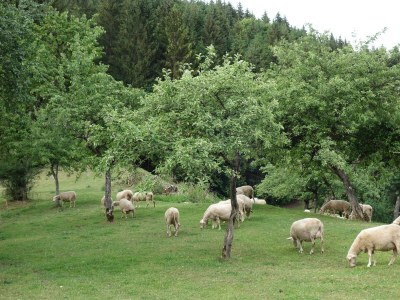 Holiday room Liebesnest - Outdoor photo 15