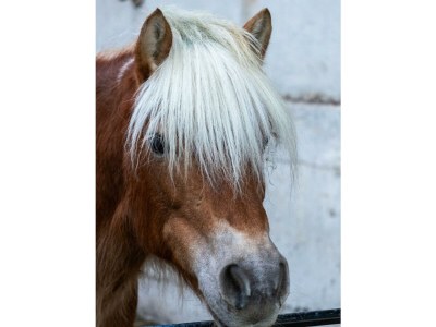 Holiday room Liebesnest - Outdoor photo 27