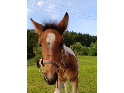 Holiday room Liebesnest - Outdoor photo 57