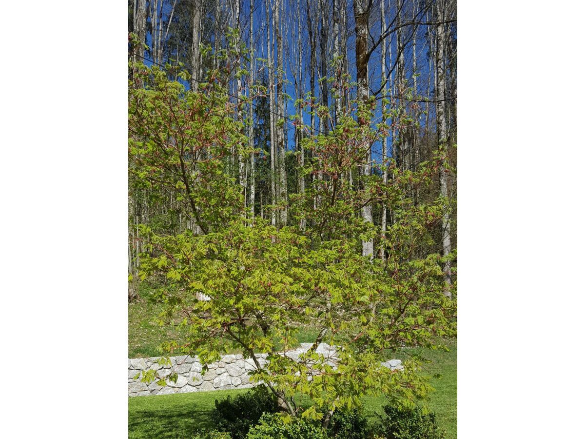 Apartment Ferienhaus, Dusche, WC, 3 Schlafräume - Outdoor photo 5