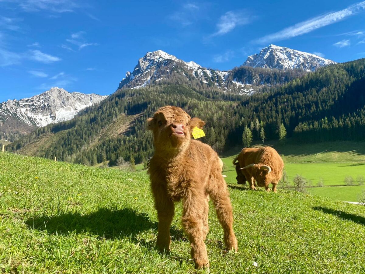 Holiday room "Pyhrgasblick"-Zimmer - Outdoor photo 3