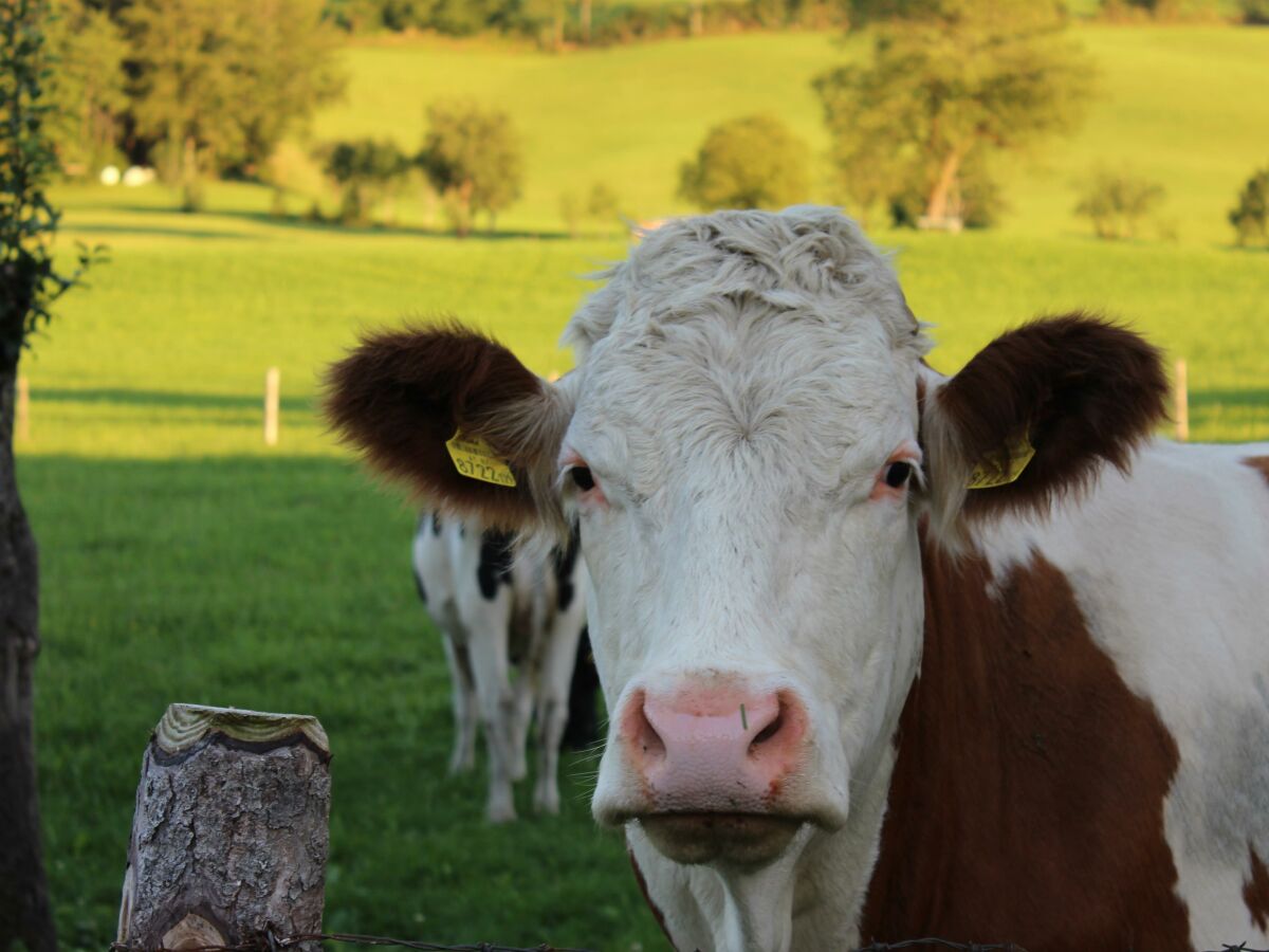 Apartment Apartment "Sonnenschein"/3 Schlafräume/2 Bäder - Outdoor photo 5