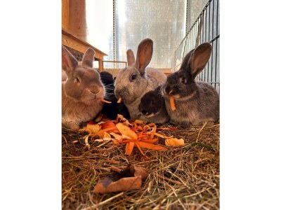 Apartment Apartment "Sommerregen"/2 Schlafräume/Dusche/WC - Outdoor photo 9