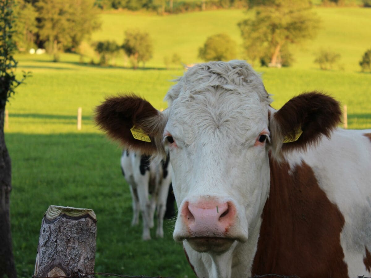 Apartment Apartment "Mondschein"/2 Schlafräume/Dusche/WC - Outdoor photo 3