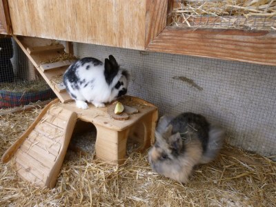 Apartment XL Ferienwohnung - Outdoor photo 3