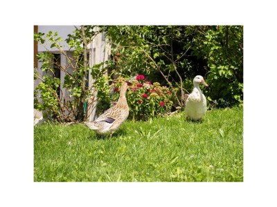 Apartment Bachmelodie/2 Schlafräume/Dusche, WC - Outdoor photo 10