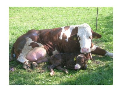 Apartment Bachmelodie/2 Schlafräume/Dusche, WC - Outdoor photo 15