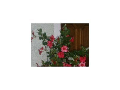 Apartment Apartment/Wohn-Schlafraum/Dusche, WC - Outdoor photo 10