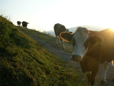 Apartment Apartment/1 Schlafraum/Dusche, WC - Outdoor photo 30