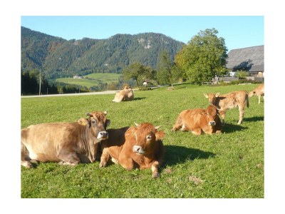 Apartment "Spitzmauer"/Wohn-Schlafraum/Dusche, WC - Outdoor photo 9