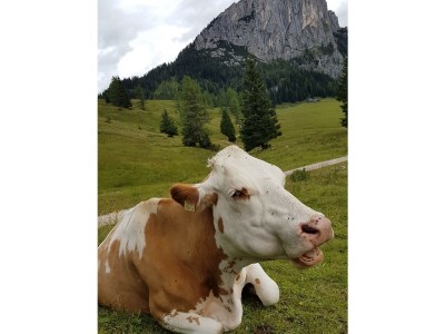 Apartment Ferienwohnung "Bosruck" - Outdoor photo 14