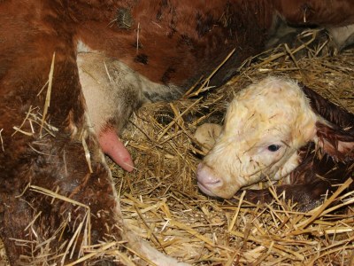 Apartment Ferienwohnung "Bosruck" - Outdoor photo 46