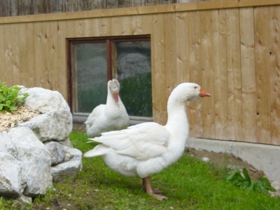 Apartment Schlafen im Holzfass - Outdoor photo 6