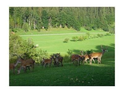 Apartment Schlafen im Holzfass - Outdoor photo 18