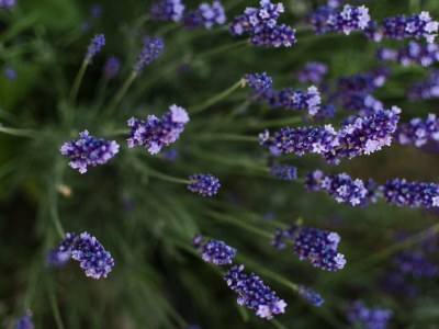 Apartment Ferienwohnung Abendsonne/2 Schlafräume/Dusche/WC - Outdoor photo 17