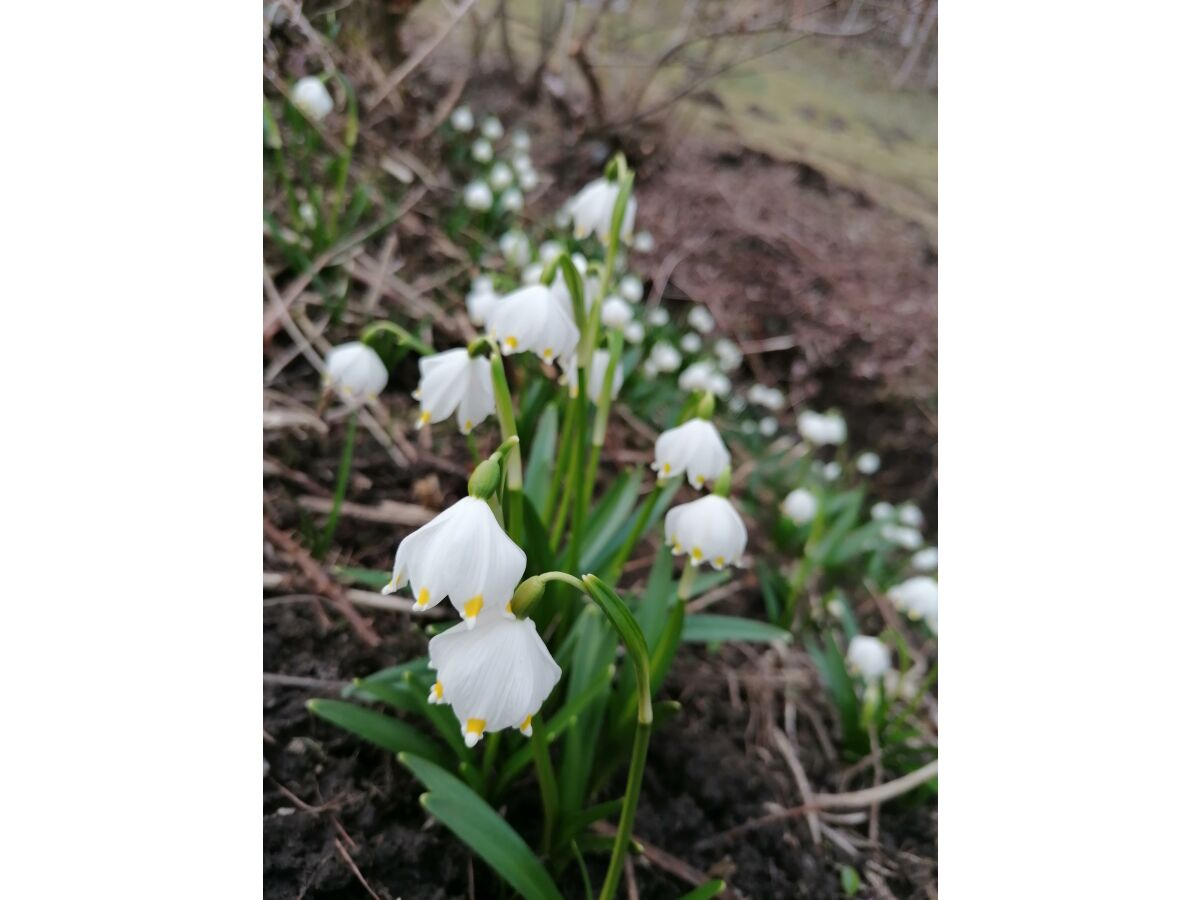 Apartment FEWO II "Abendsun'/2 Schlafräume/DU,WC - Outdoor photo 3