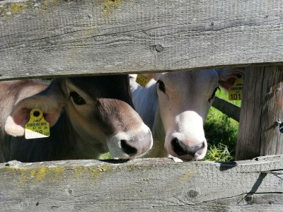 Apartment FEWO II "Abendsun'/2 Schlafräume/DU,WC - Outdoor photo 47