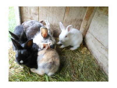 Apartment FEWO II "Abendsun'/2 Schlafräume/DU,WC - Outdoor photo 60