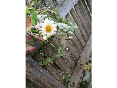 Apartment FEWO I "Morgenrot"/2 Schlafräume/Du/WC - Outdoor photo 57