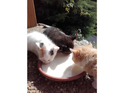 Apartment FEWO I "Morgenrot"/2 Schlafräume/Du/WC - Outdoor photo 64