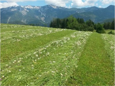 Apartment FEWO "Blumenwiese"/2 Schlafräume/DU/WC - Outdoor photo 11