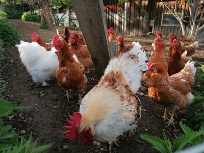 Apartment FEWO "Blumenwiese"/2 Schlafräume/DU/WC - Outdoor photo 15