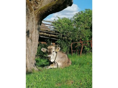 Apartment FEWO "Blumenwiese"/2 Schlafräume/DU/WC - Outdoor photo 33