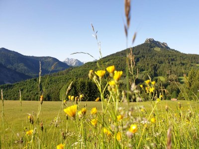 Holiday apartment Sorgschrofen- LÃ¤rchenhof Jungholz - Environment photo 16