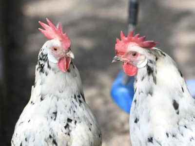 Holiday house Holiday house Gapinge - ZE143 - Environment photo 13