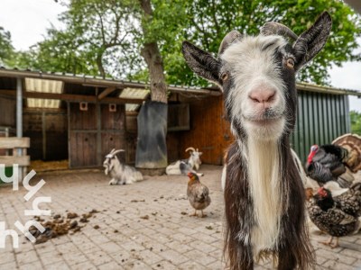 Holiday house Holiday house Grijpskerke - ZE646 - Environment photo 19