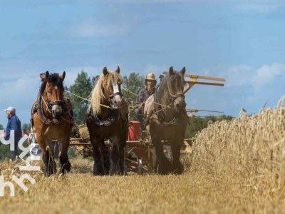 Holiday house Holiday house Westkapelle - ZE733 - Environment photo 20