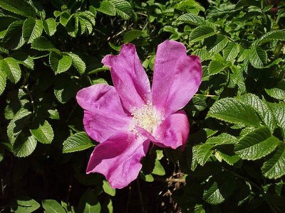 Holiday house Ideaal - Environment photo 22