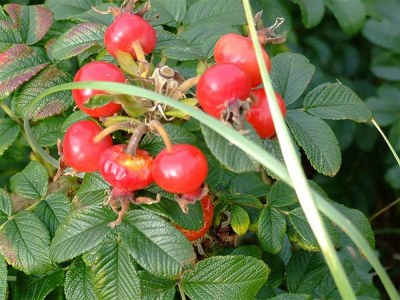 Holiday house Ideaal - Environment photo 23