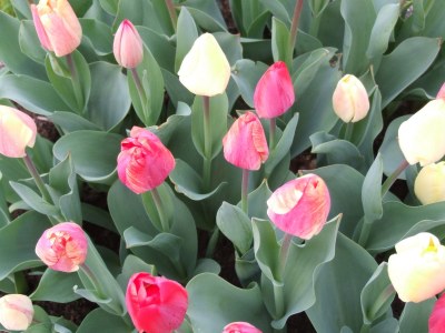 Holiday house Ideaal - Environment photo 24