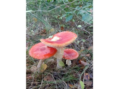 Holiday house Ideaal - Environment photo 31