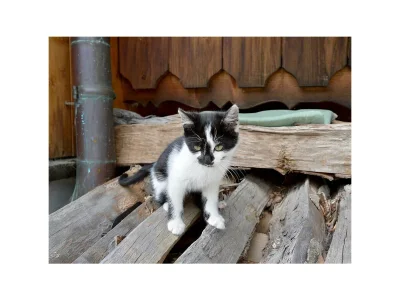 Apartment Appartement Kaiserblick - Outdoor photo 8