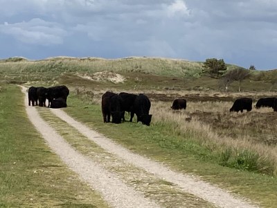 Holiday house Klavertjevier - Environment photo 20