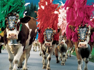 Apartment Bergsicht- Kirchberg in Tyrol - Environment photo 24